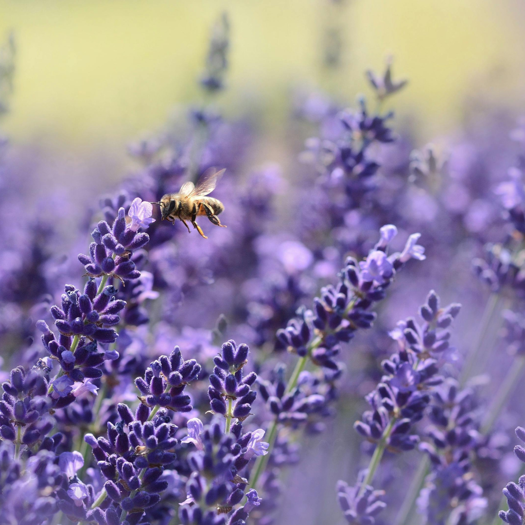 Lavender.png__PID:7b3c195a-f8e3-4c5f-b6f8-2397013edcba