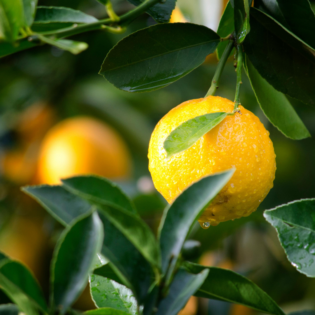 Lemon.png__PID:61408544-2b59-4776-b7e8-3764d12a9ddb