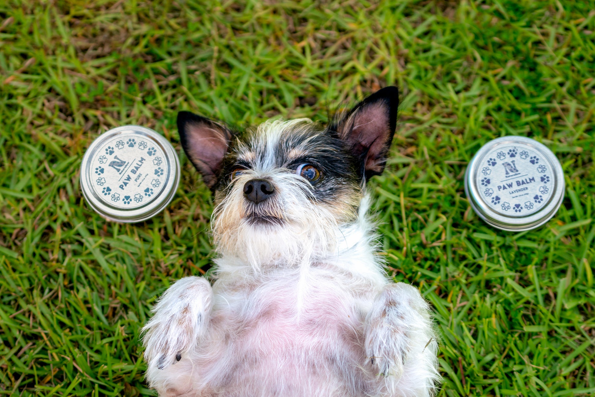 A picture containing two circular tins sitting in the grass with a small white and black furry dog laying on its back between them. The tin to the left is small and circular with light blue paw print illustrations. Its label reads "Naturallow Paw Balm Pure. Net Weight 1.5 oz (42g)". The tin to the right is also small and circular, but has purple paw print illustrations. Its label reads "Naturallow Paw Balm Lavender. Net Weight 1.5 oz (42g)"