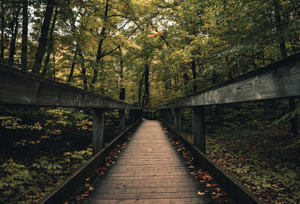 wooden-boardwalk-nature-path